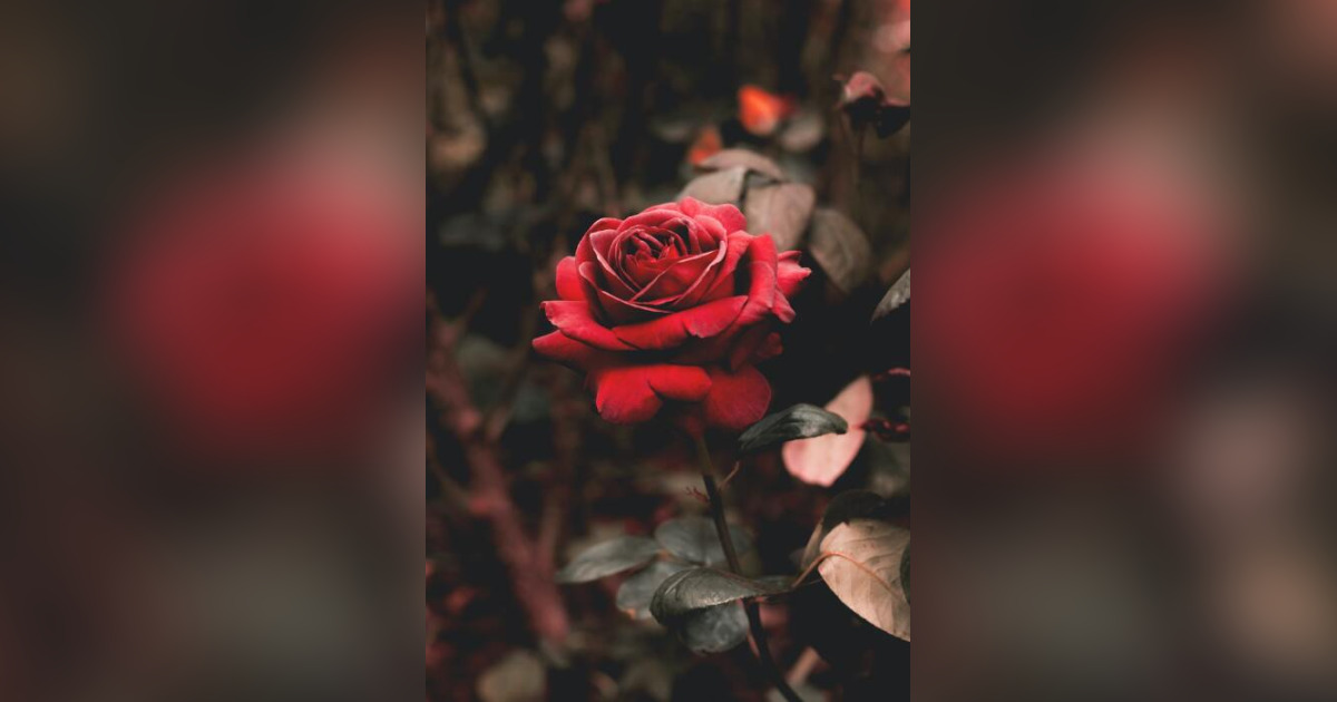 Elizabeth Liz Mcneill