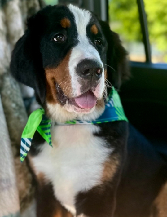 Roman ScudderMullins Obituary September 12, 2024 Liming Family