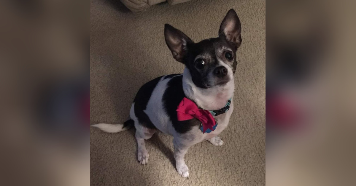 Maci Brown Obituary April 9, 2024 Paws n Reflect Statesboro, GA