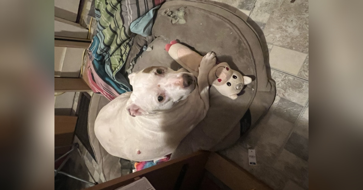 Obituary for Diamond Freeman Paws n Reflect