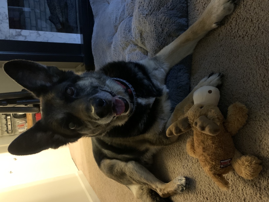 Kato (Roshey) Adams Obituary September 5, 2024 Paws n Reflect Statesboro, GA