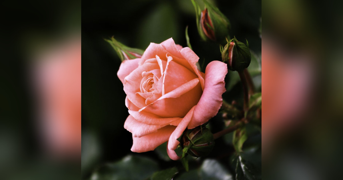 Obituary for Joann M. (See) Nichols Gordon B Garrett Funeral Home Inc.