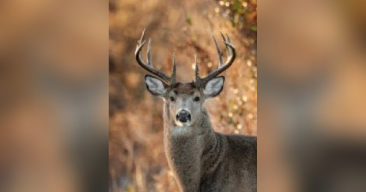 William "Bill" Procious