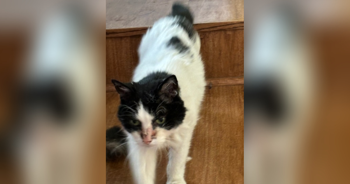 Obituary for Wiggles StantzZaremba Best Funeral Home, LLC