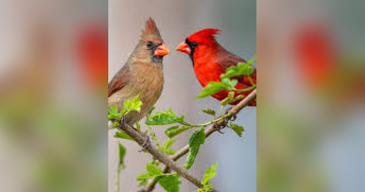 Dorothy Ketelsen Obituary May 7, 2024 DeWitt, IA