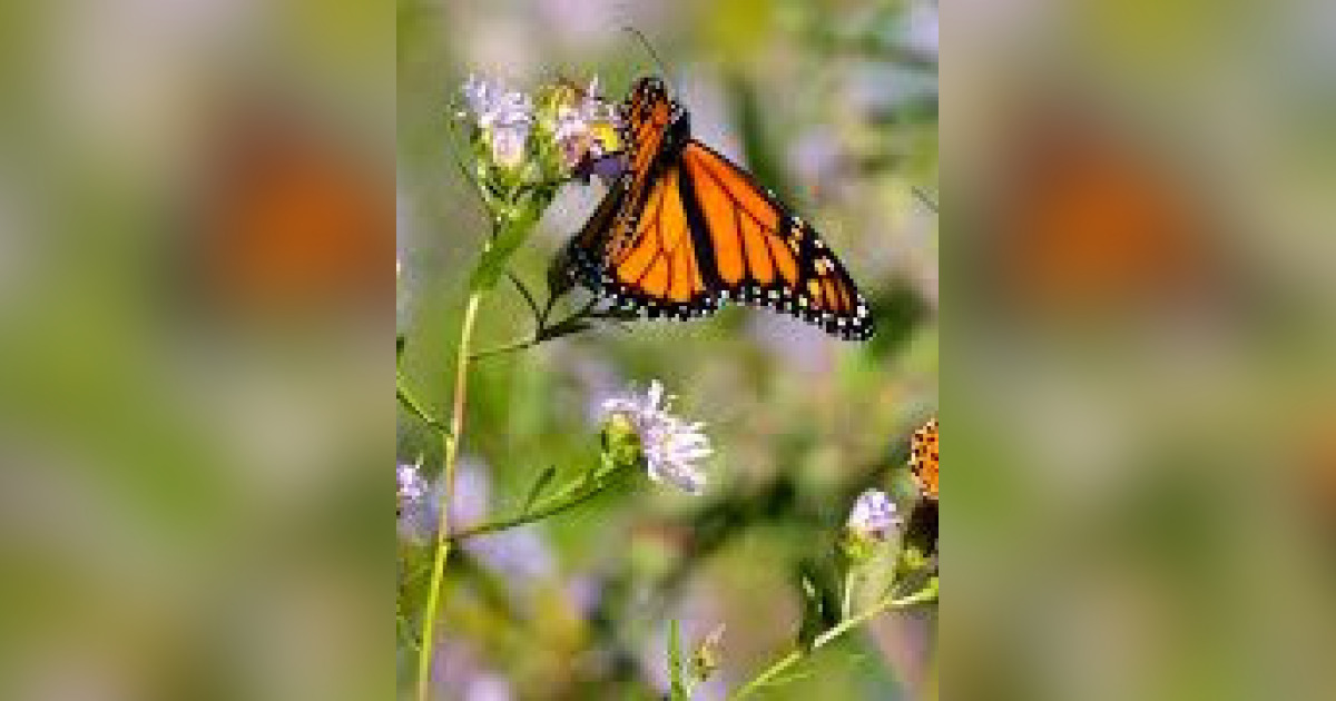 Remembrance Butterfly Release Obituary May 20, 2022 Burlington, IA