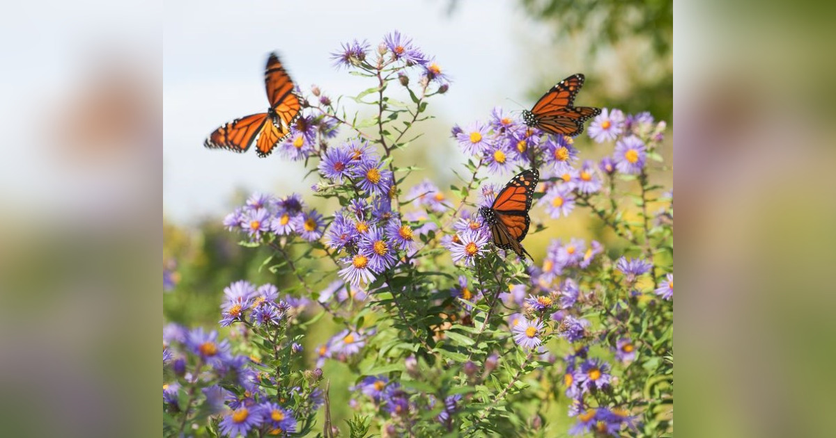 Patricia "Pat" Whitehead