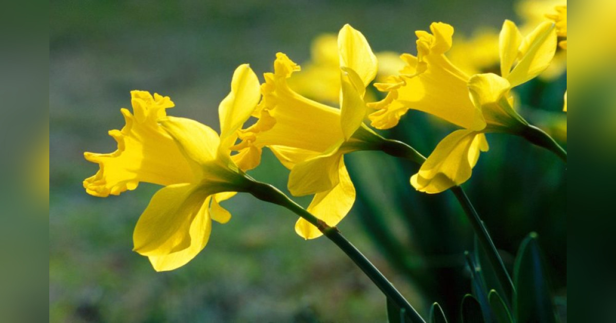 Sallie Eloise Leach West