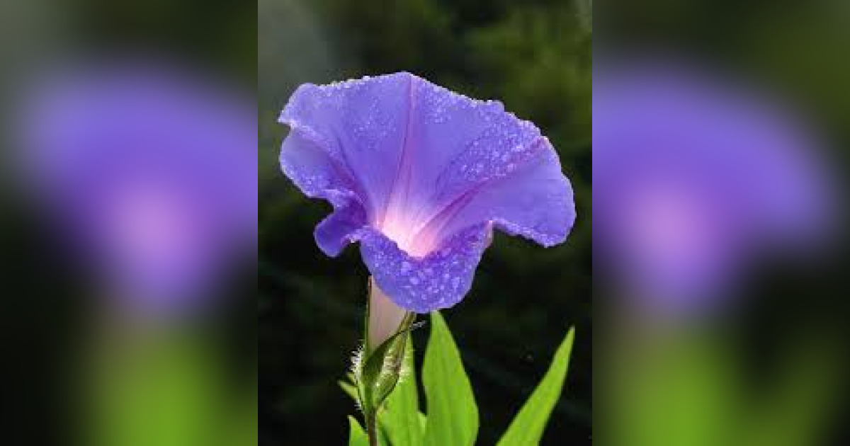 Rachel Nance Westmoreland