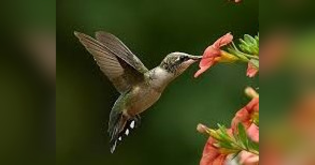 Phyllis Thompson Williams