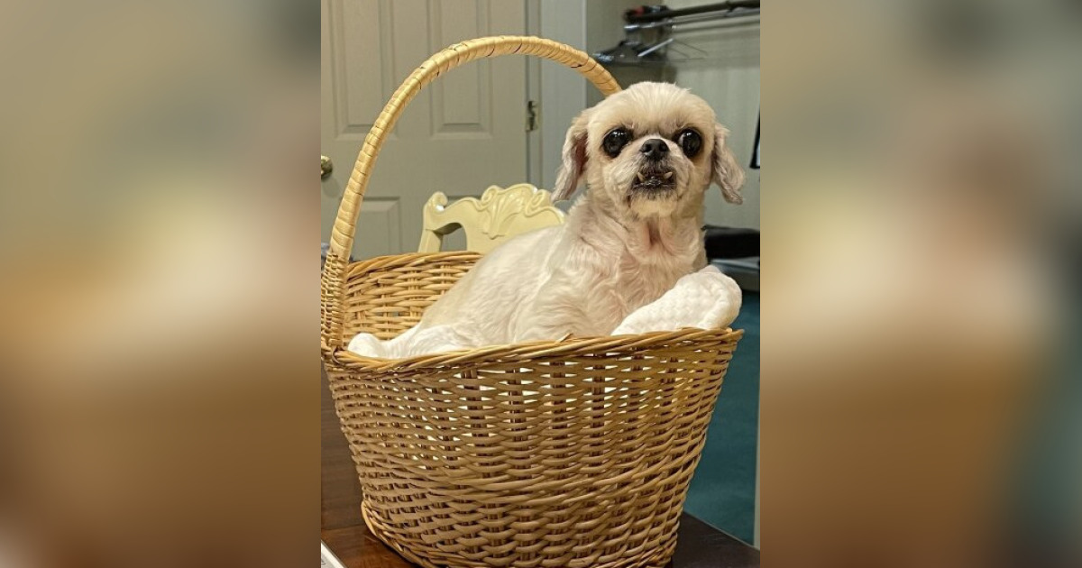 Pet memorial for Macy Stewart Laurel Funeral Home