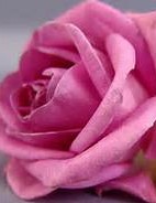 Obituary for Herbertene J (Gray) Parker | George Lopes Funeral Home