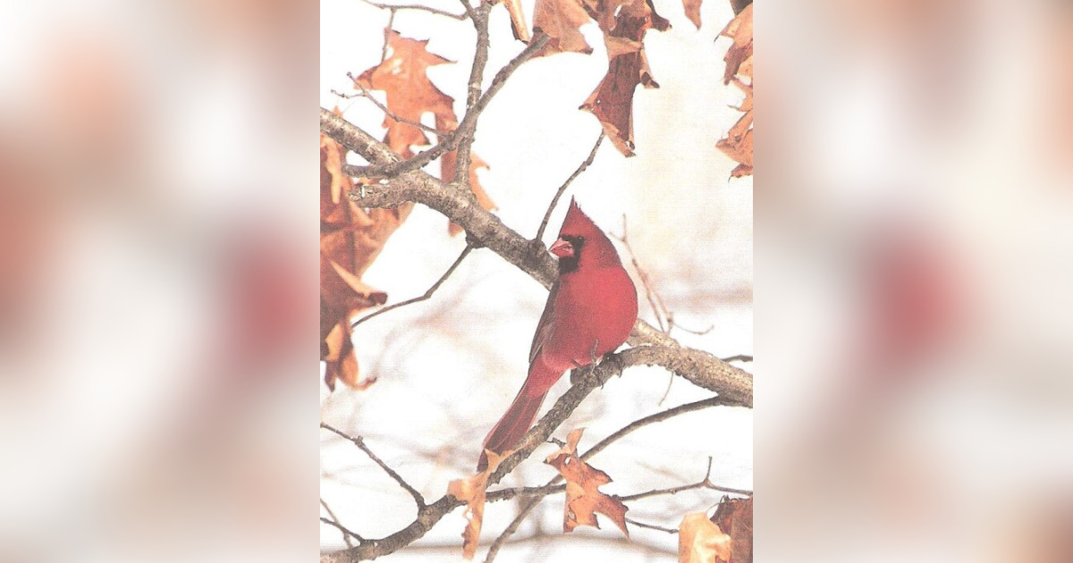 Betty Elek Obituary Jan 7, 2024 Fairchance, PA