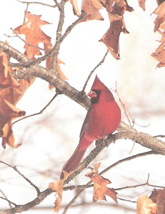 Betty Elek Obituary Jan 7, 2024 Fairchance, PA