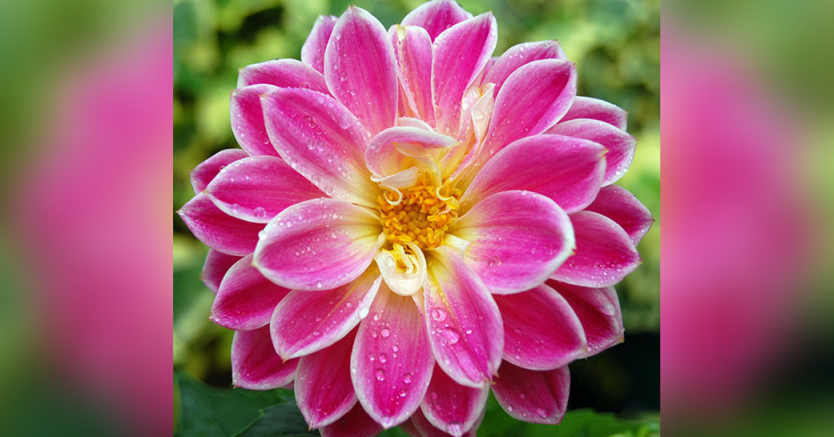 Narcisa "Tilin" Perez