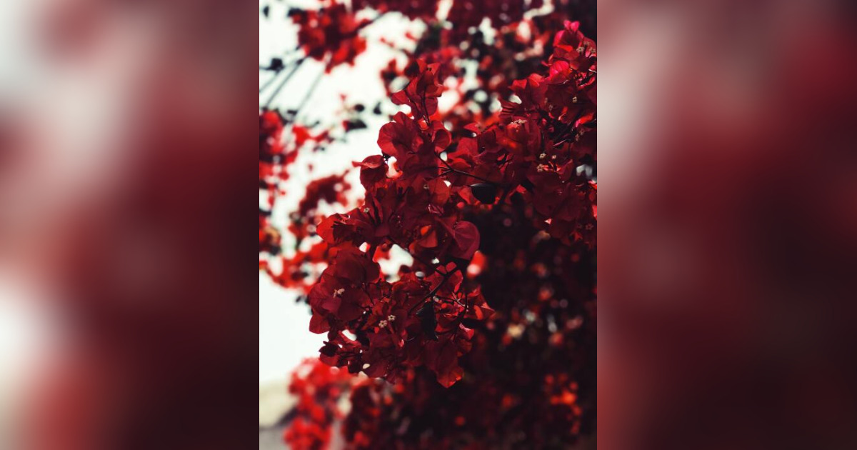 Beatriz Diaz Rodriguez