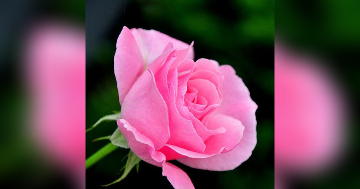 Mrs. Elizabeth C. Adams