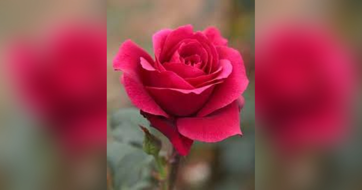 Mrs. Ethel S. Heffner