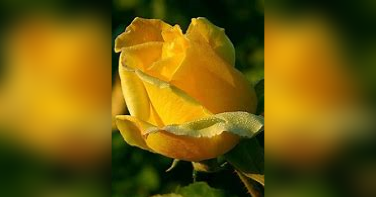 Mrs. Gustavia Marie Dalcourt Wise