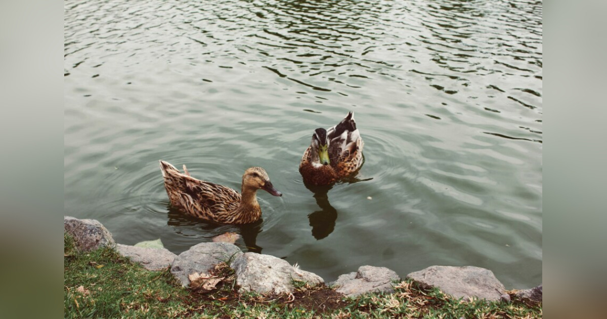 Roland Scribner Obituary Aug 5, 2024 Eureka, CA