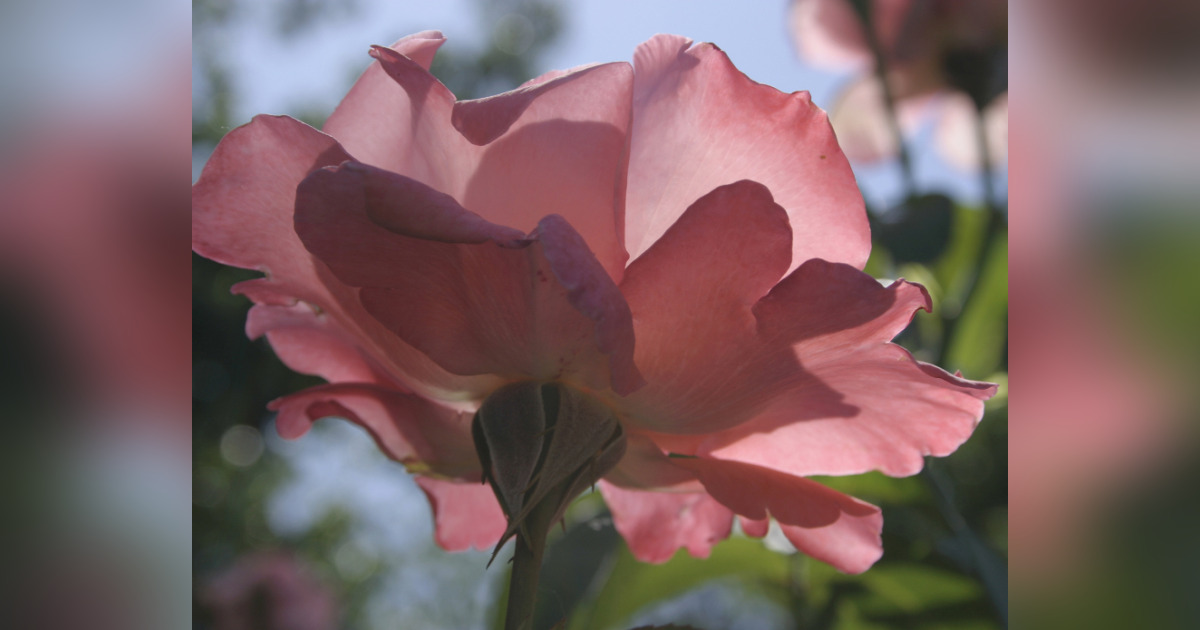 Thelma Spurgeon Obituary December 13, 2023 Wood Funeral Home & Crematory Idaho Falls, ID