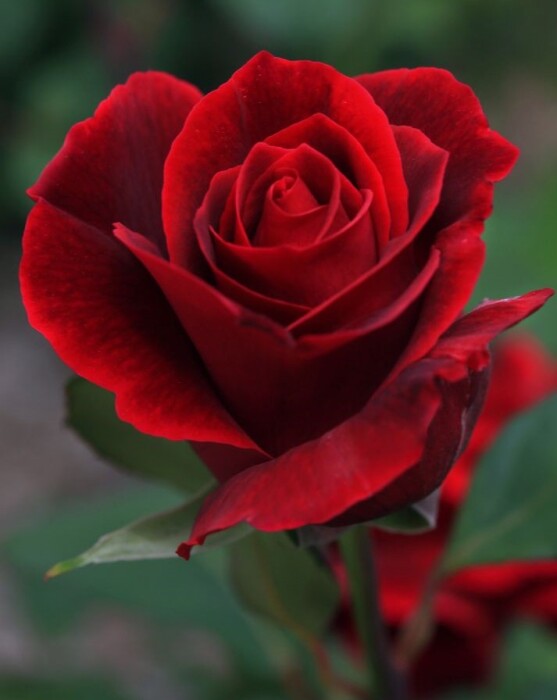 Obituary for Thelma Elizabeth (Evans) Gruver Stover Funeral Home & Crematory