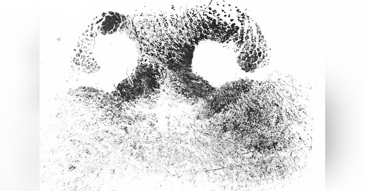 48 Pet Cremation Services Inc Collection