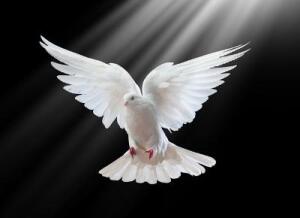 Rev. Gerston James Sr.