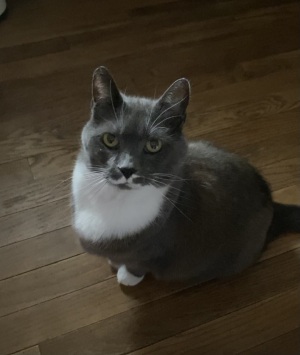 Deborah Jean "Debbie" Yoho