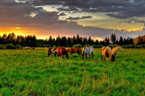 Issac Theodore Graves