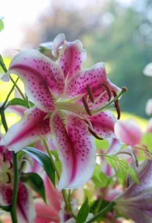 Sara Gertrude Moore Paul