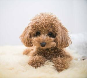 Jewel Christine Stephens Moore