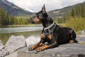 marienburg dobermans