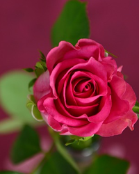 Louise Gwendolyn Jenkins