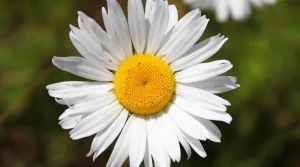 Julia Mae CrenshawRedd