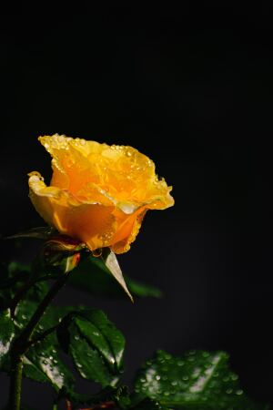 Caroline Brooks Chaffin