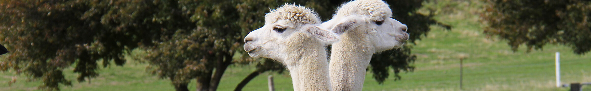 akers funeral home bedford pa