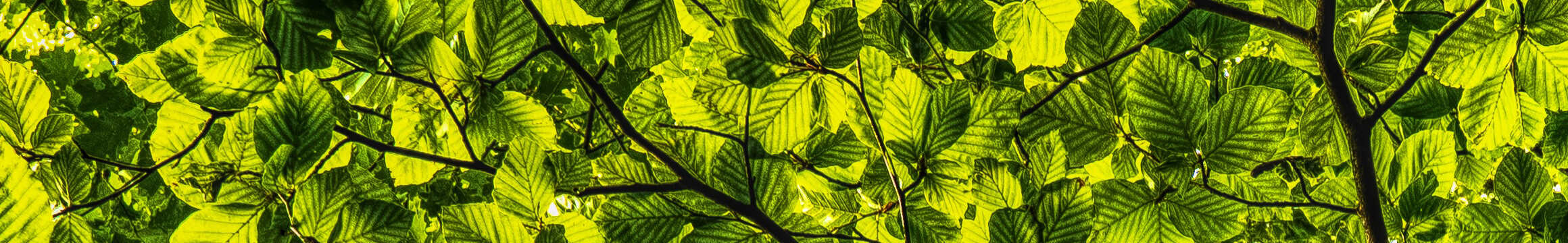 ruestman harris funeral home eureka il