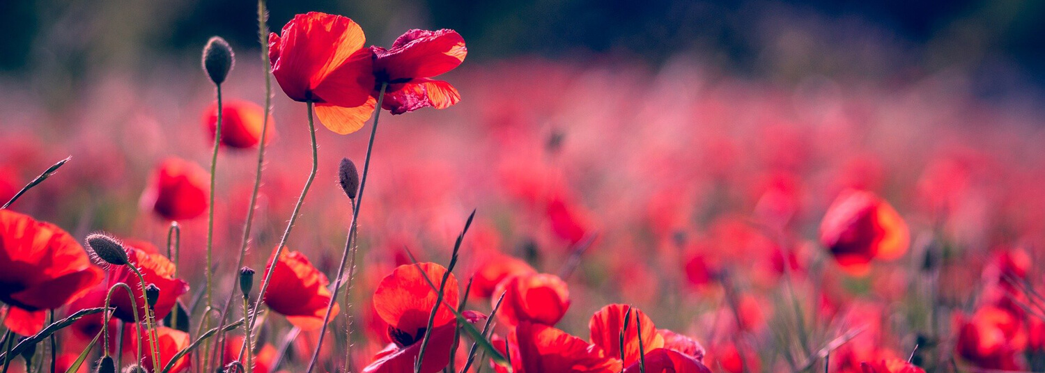 All Obituaries Audioun Funeral Home Port Byron NY funeral home and