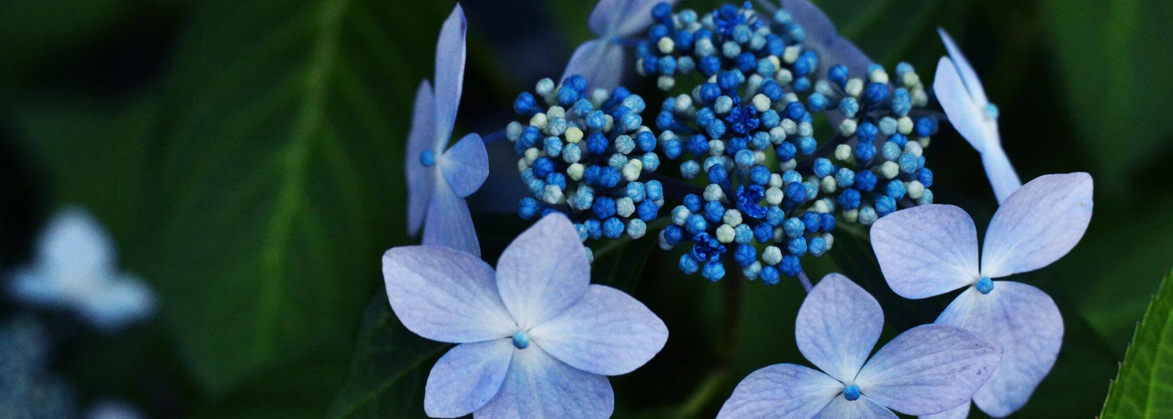 Amador Funeral Home Inc. & Cremations Pharr, TX