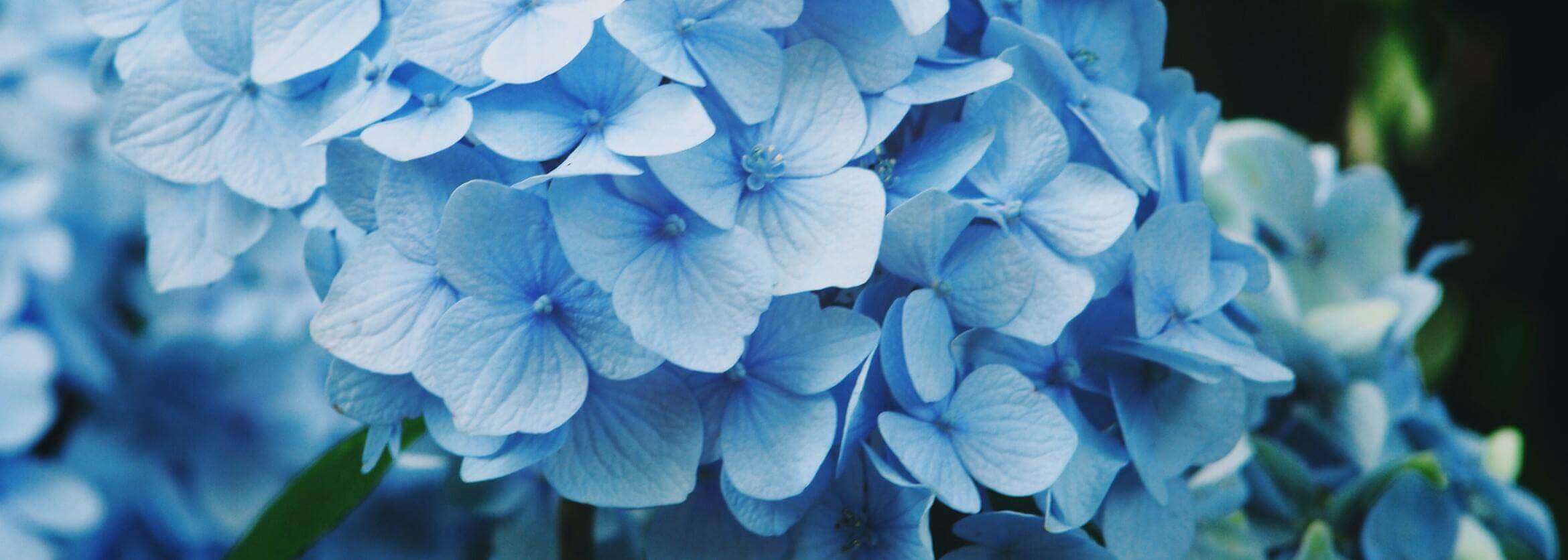 Amador Funeral Home Inc. & Cremations Pharr, TX