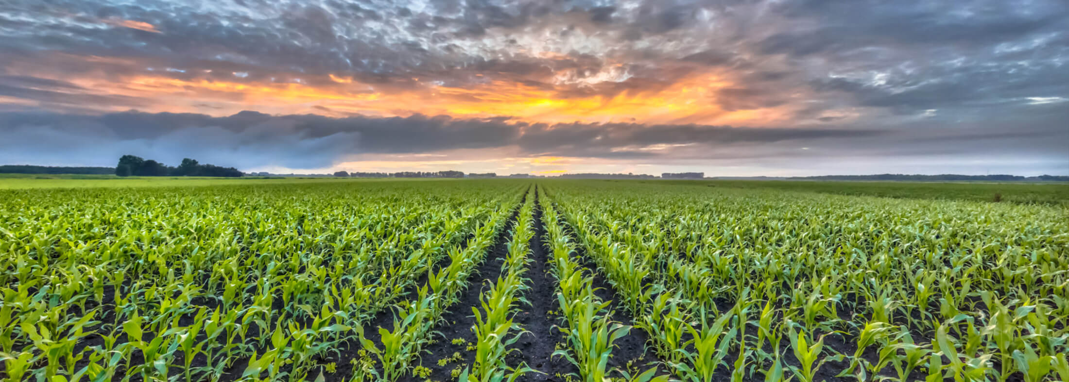 Argo Ruestman Harris Funeral Home Eureka Il Funeral Home And Cremation