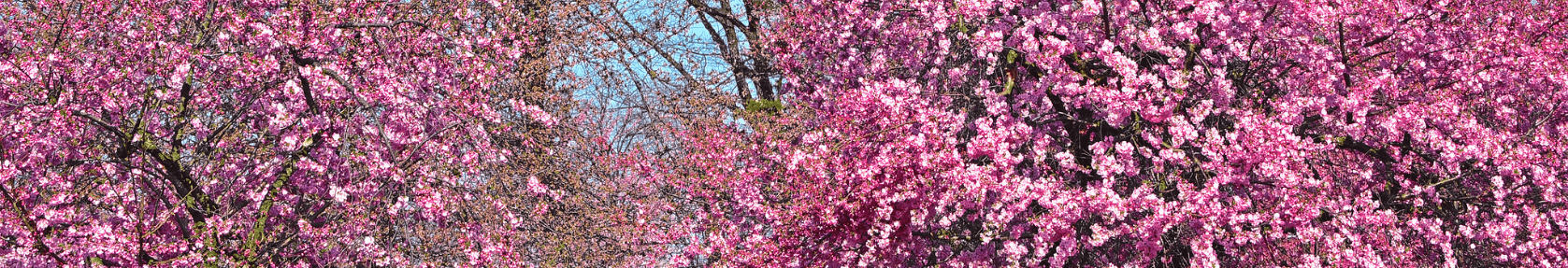 All Obituaries Alvarez Funeral Home Inc Newark Nj Funeral Home And Cremation