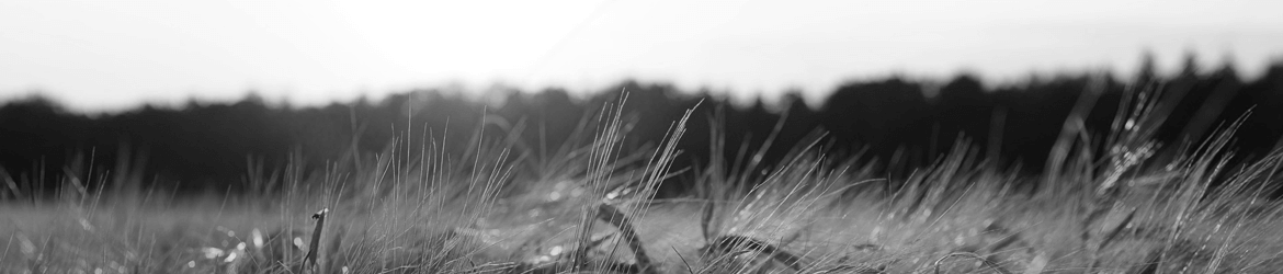 site image