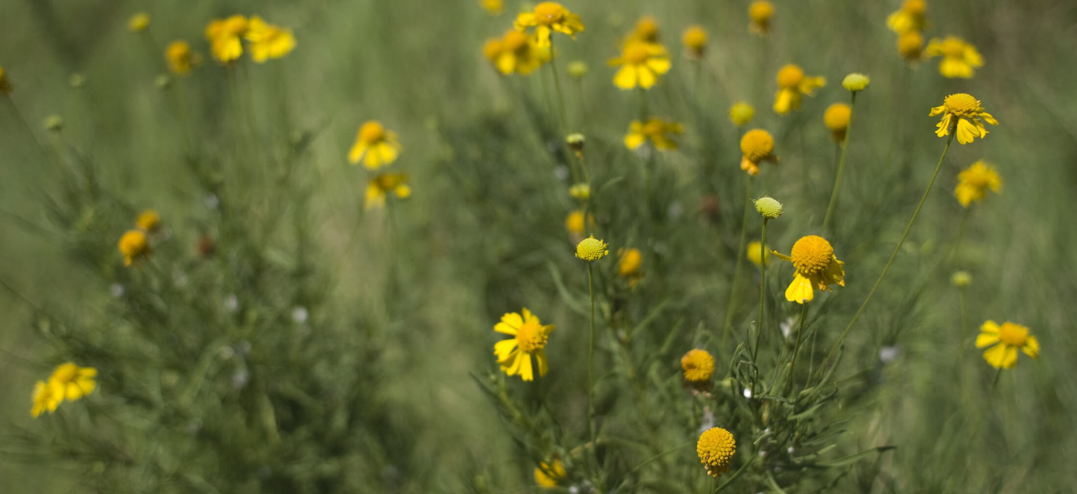 Chris King Memorial Chapel Chester SC funeral home and cremation