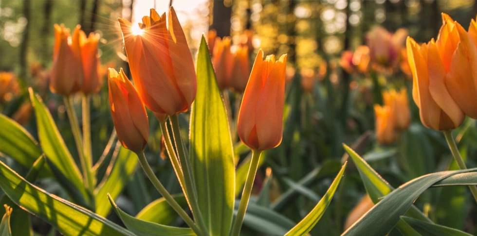 Candle Light Funeral Home in Catonsville MD