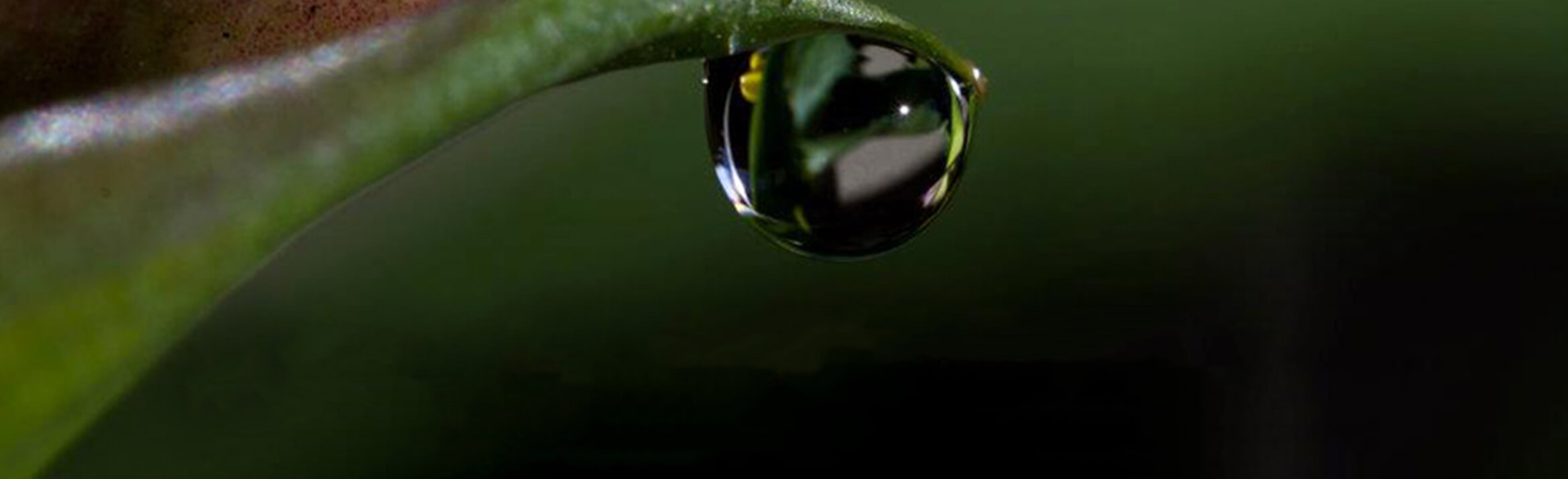 Cherished Memories Funeral Services Ltd. Fernie BC funeral home and