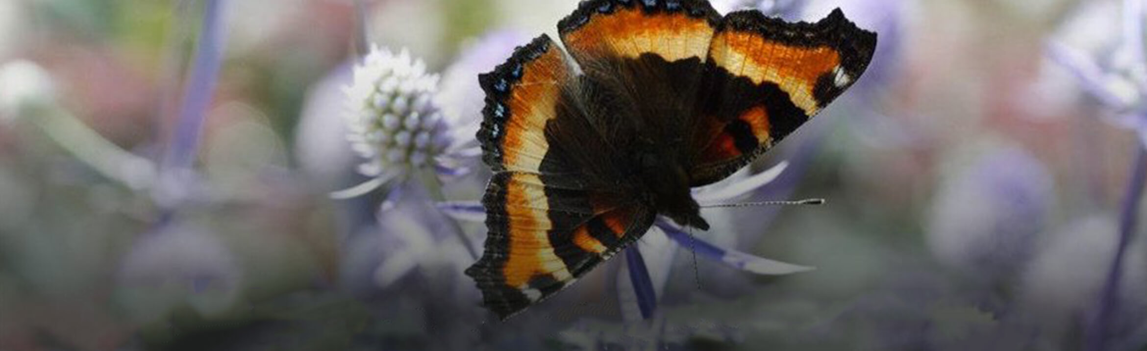 Cherished Memories Funeral Services Ltd. Fernie BC funeral home and