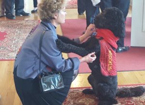 pet cremation brooklyn