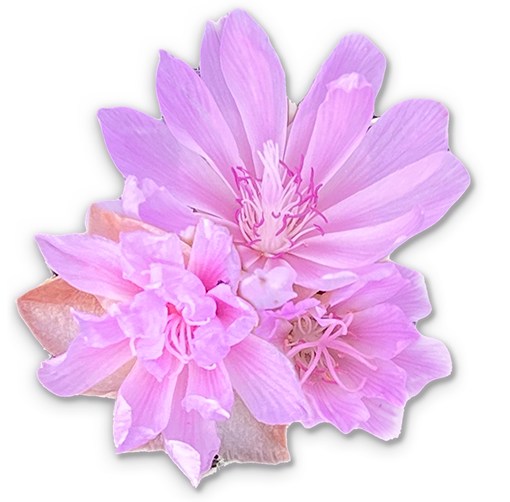 DalyLeach Memorial Chapel Hamilton MT funeral home and cremation